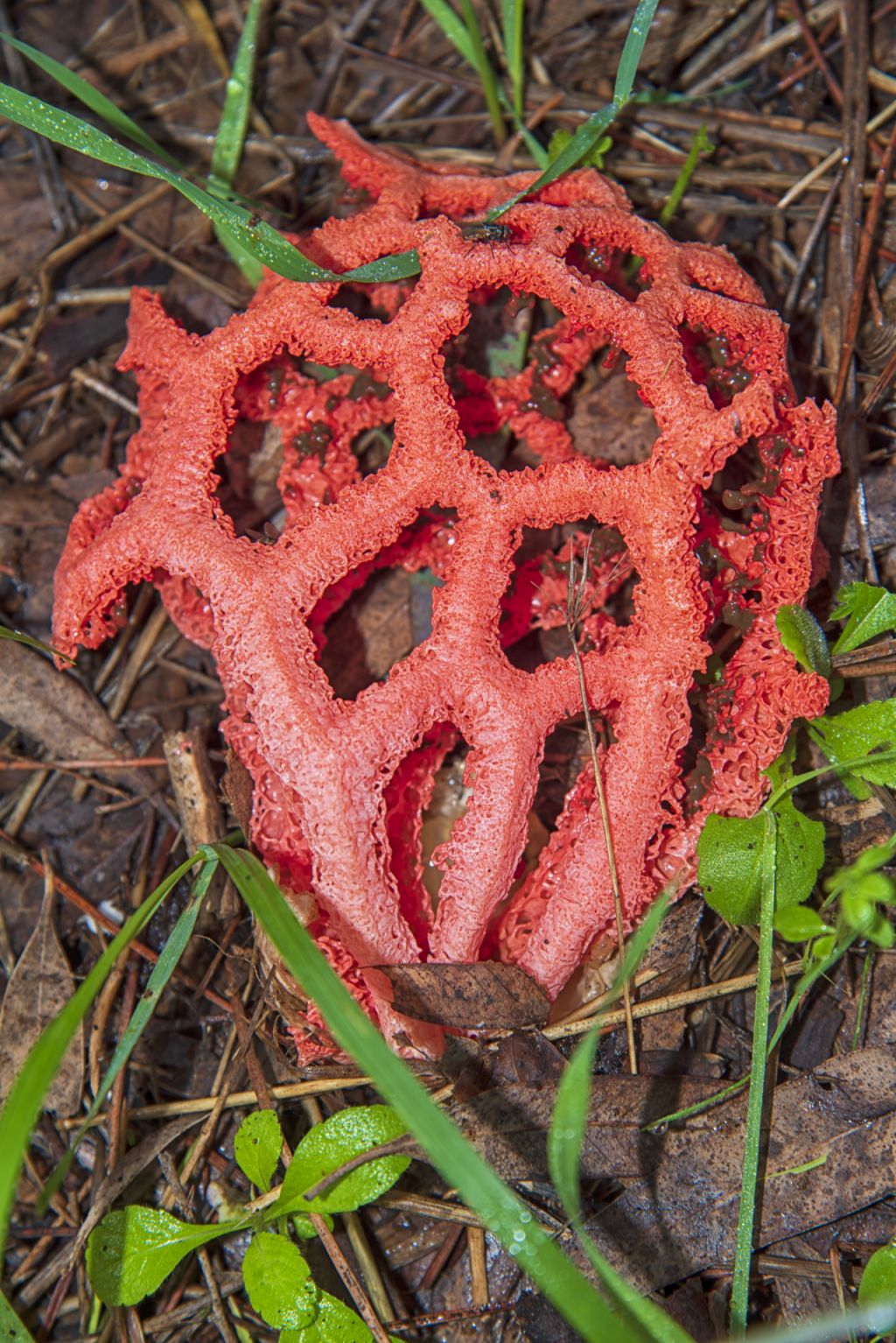 Il mondo dei funghi a Ostia